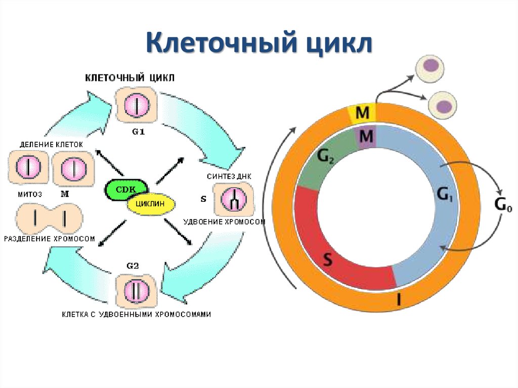 6 жизненный цикл клетки. Схема клеточного цикла интерфаза. Фазы жизненного цикла клетки по порядку. Фазы g1 в фазу s клеточного цикла. Последовательность периодов клеточного цикла.