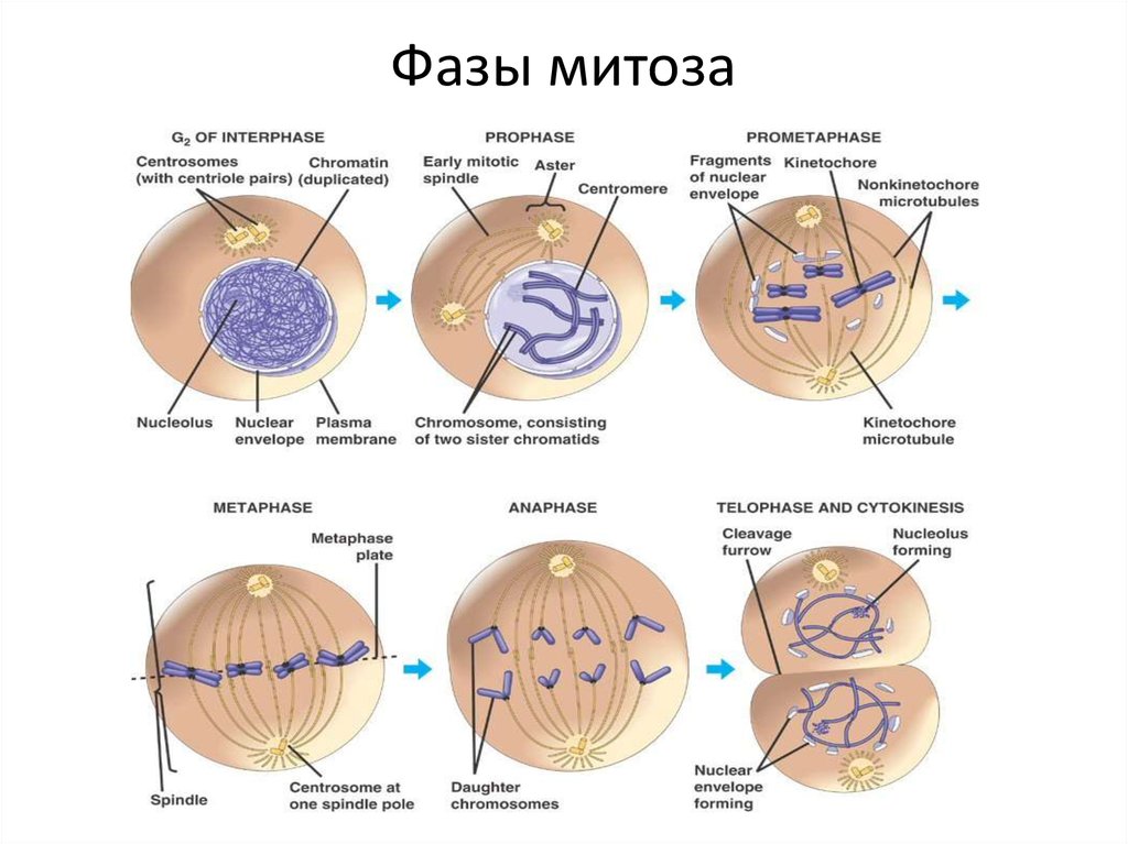 Последовательность изменения строения. Структура клетки фазы митоза. Ход митоза фазы процессы. Фазы деления митоза кратко. Схема митоза с описанием фаз.