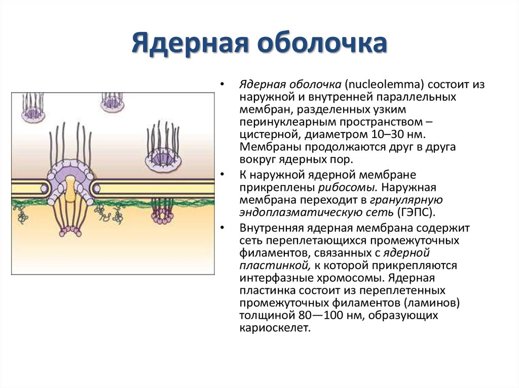 Ядерная оболочка