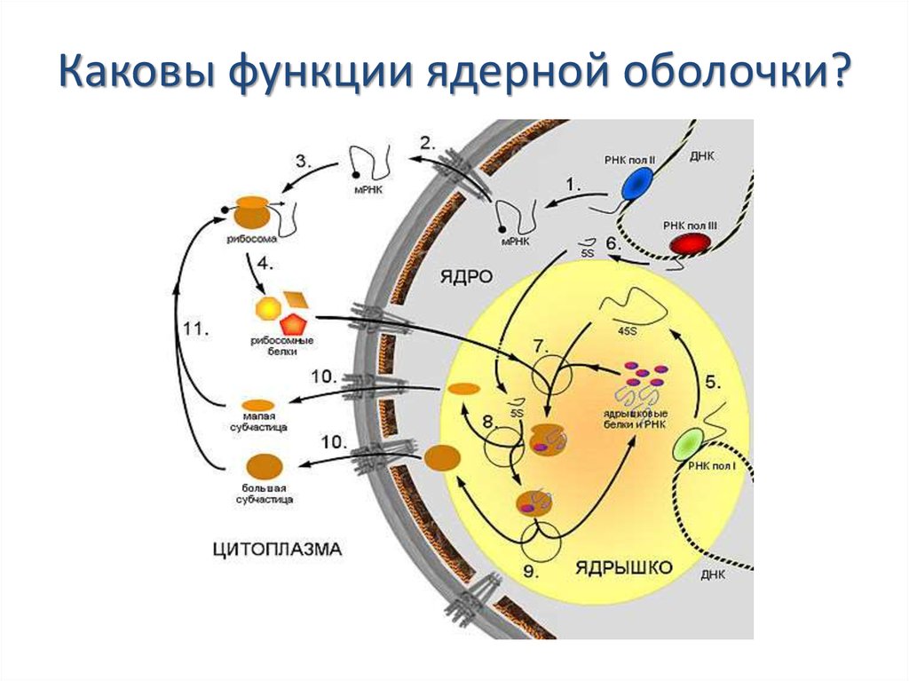 Исчезновение ядерной оболочки происходит в