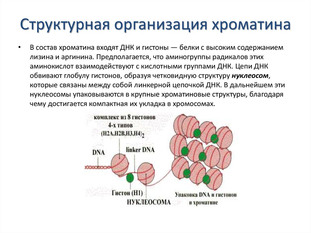 Предположите какая из представленных последовательностей принадлежит гистону. Уровни компактизации хроматина. Структурная организация хромосом эукариот. Взаимосвязь структуры и функциональной активности хроматина. Химический состав и структурная организация хроматина.
