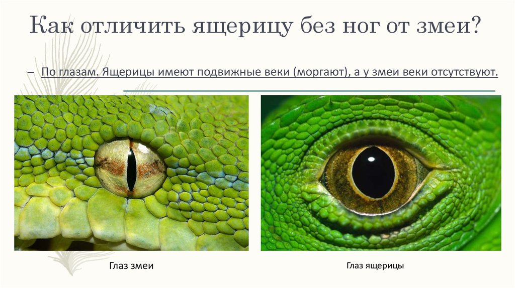 Змей от ящериц отличает. Глаза змеи. Как отличить змею от ящерицы. Строение глаза змеи. Безногая ящерица отличие от змей.