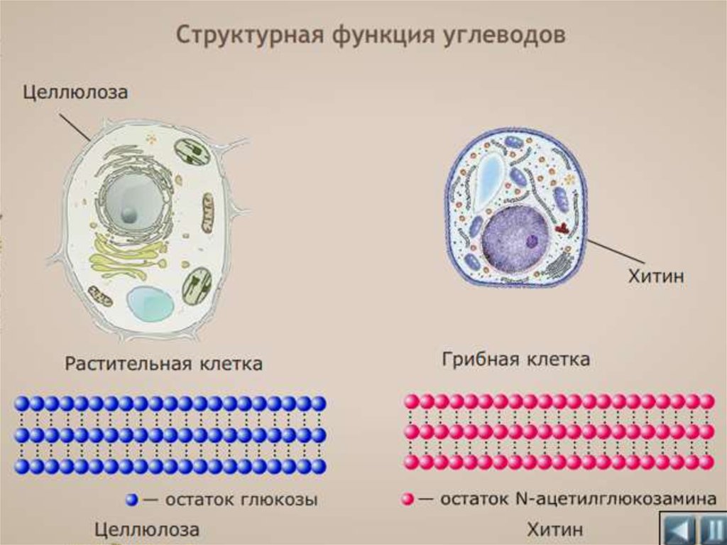 Какие клетки содержат целлюлозу