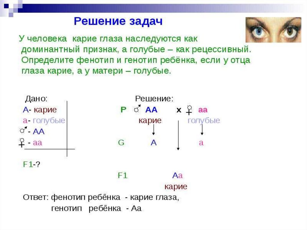 У человека ген карих глаз. Биология задачи по генетике 1 закон Менделя. Задачи на генетику 1 и 2 закон Менделя с решением. Задачи на генетике 1 и 2 закон Менделя. Биология задачи по генетике 3 закон Менделя.