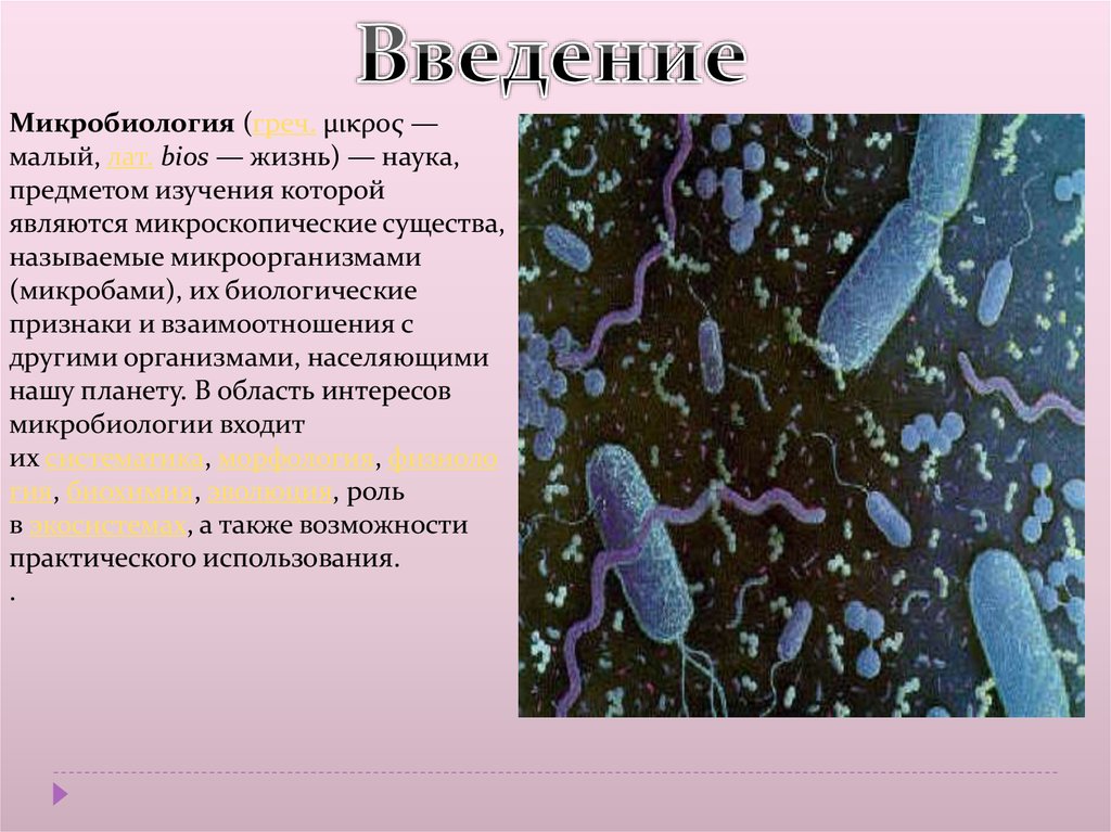 Темы презентации по микробиологии