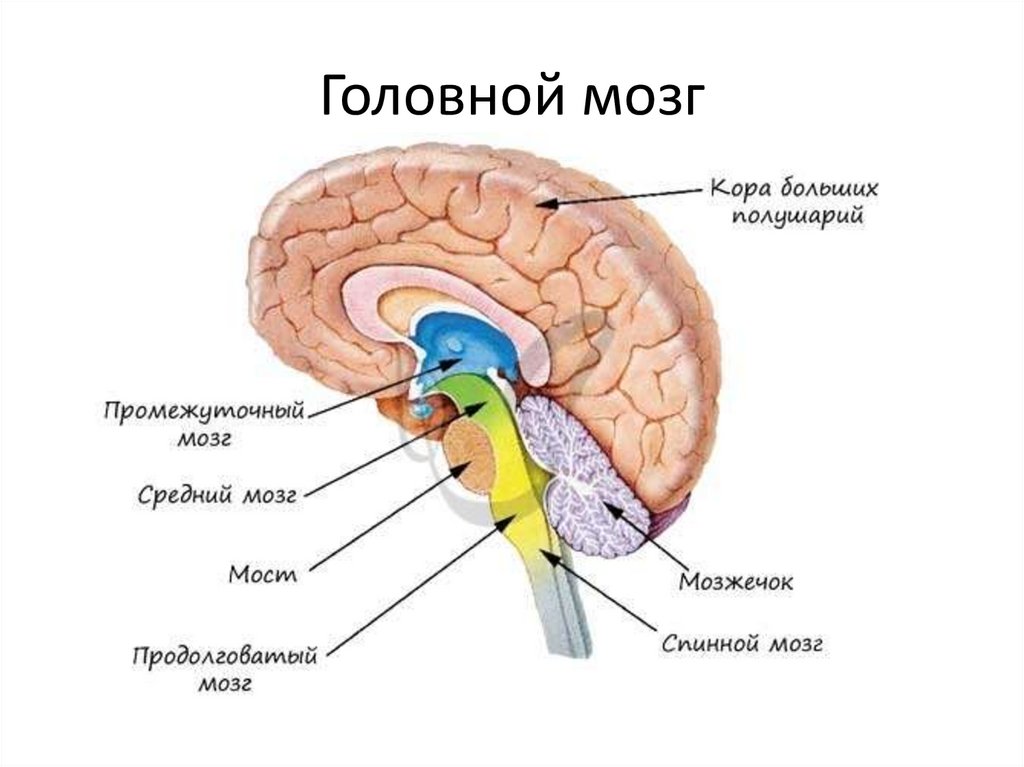 Отделы мозга и их функции рисунок с подписями