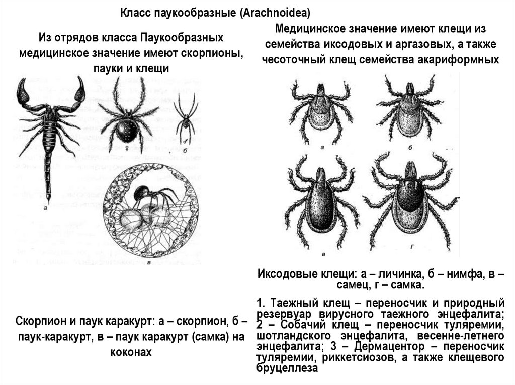 Что означает клещ во сне