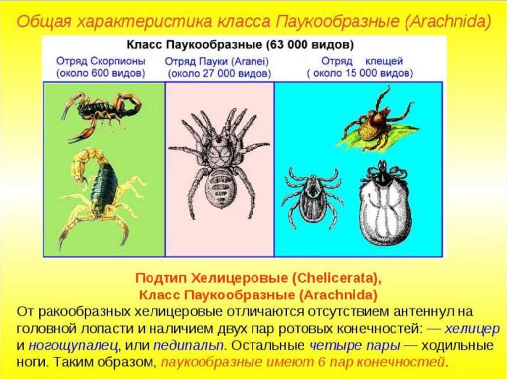Класс паукообразные отряды. Биология 7 класс паукообразные клещи. Общая характеристика класса паукообразные 7 класс биология. Особенности строения паукообразных. Класс паукообразные общая характеристика.