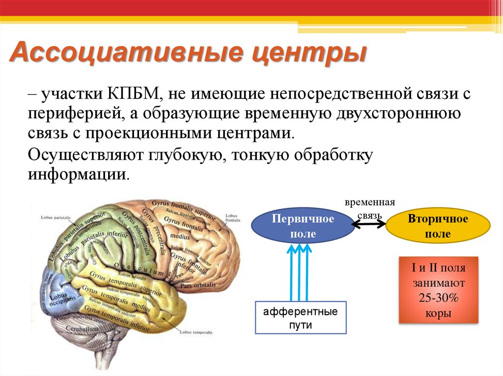 Конечный мозг функции