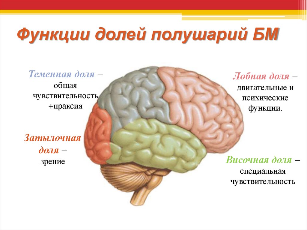 Функции отделов и долей головного мозга. Функции теменной доли головного мозга. Функция теменных и височных долей головного мозга. Функция лобной доли головного мозга 8 класс.
