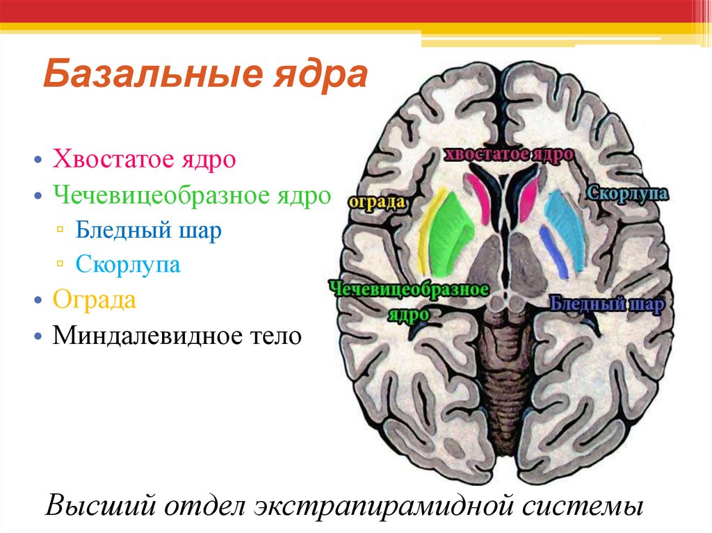 Ядра мозга образованный. Подкорковые ядра головного мозга анатомия. Базальные ядра конечного мозга анатомия. Подкорковые ядра головного мозга функции. Важнейшие подкорковые базальные ядра.
