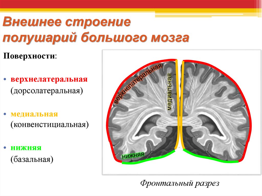 Поверхности мозга. Внешнее строение полушарий. Внешнее строение большого мозга. Внешнее строение больших полушарий. Внешнее строение конечного мозга.