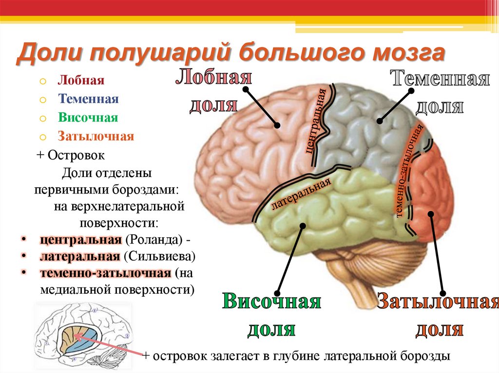 Боль в лобной доле. Лобные доли головного мозга схема. Перечислите доли больших полушарий головного мозга. Боковая сильвиева борозда.