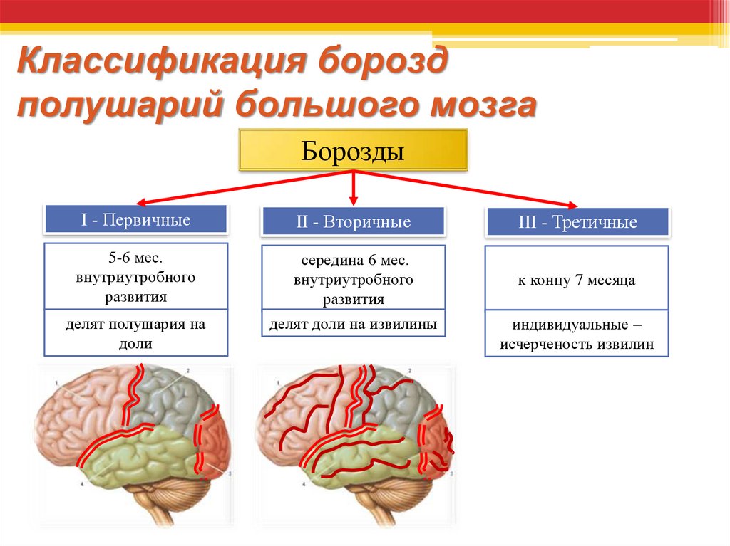 Перечислите функции больших полушарий. Извилины головного мозга классификация. Классификация борозд головного мозга. Первичные и вторичные извилины. Большие полушария головного мозга.