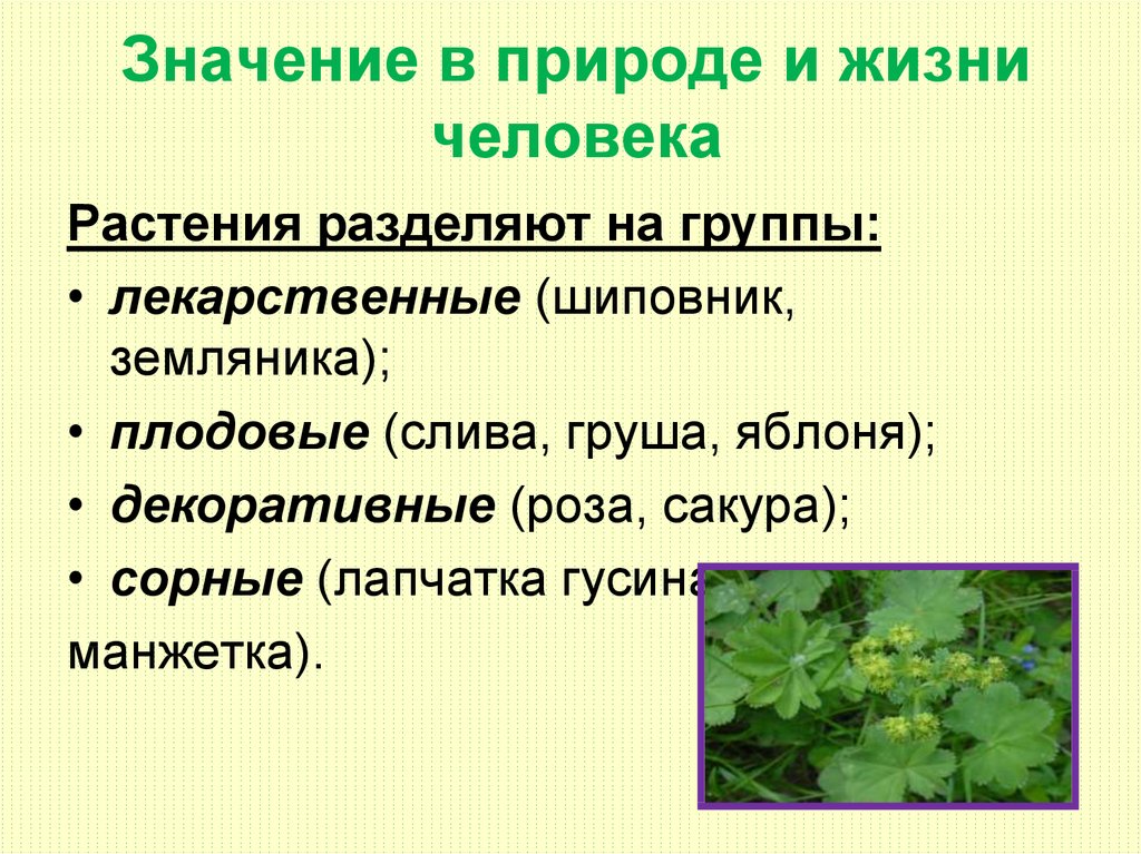 Каково значение растений в природе биология. Важность растений в жизни человека. Лекарственные растения в жизни человека. Лекарственные растения делятся на группы. Значение растений в природе.