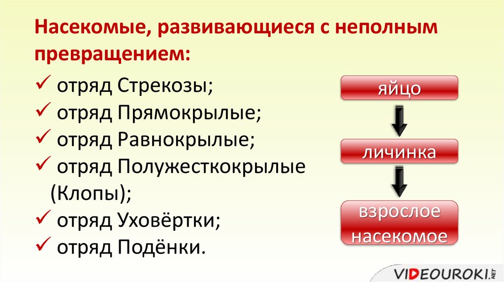 Насекомые с полным и неполным превращением. Насекомые с неполным превращением таблица. Отряды с полным и неполным превращением. Насекомые с полным и неполным превращением таблица. Отряды с неполным превращением.