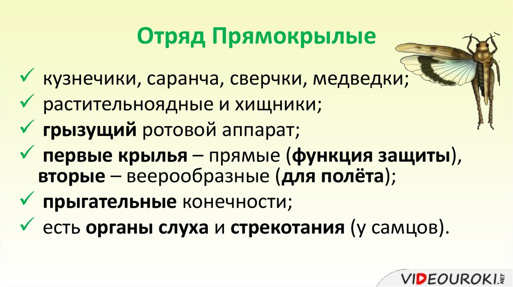 Отряд прямокрылые. Систематика прямокрылых. Отряд Прямокрылые ротовой аппарат. Отряд Прямокрылые число крыльев. Богомол отряд Прямокрылые.