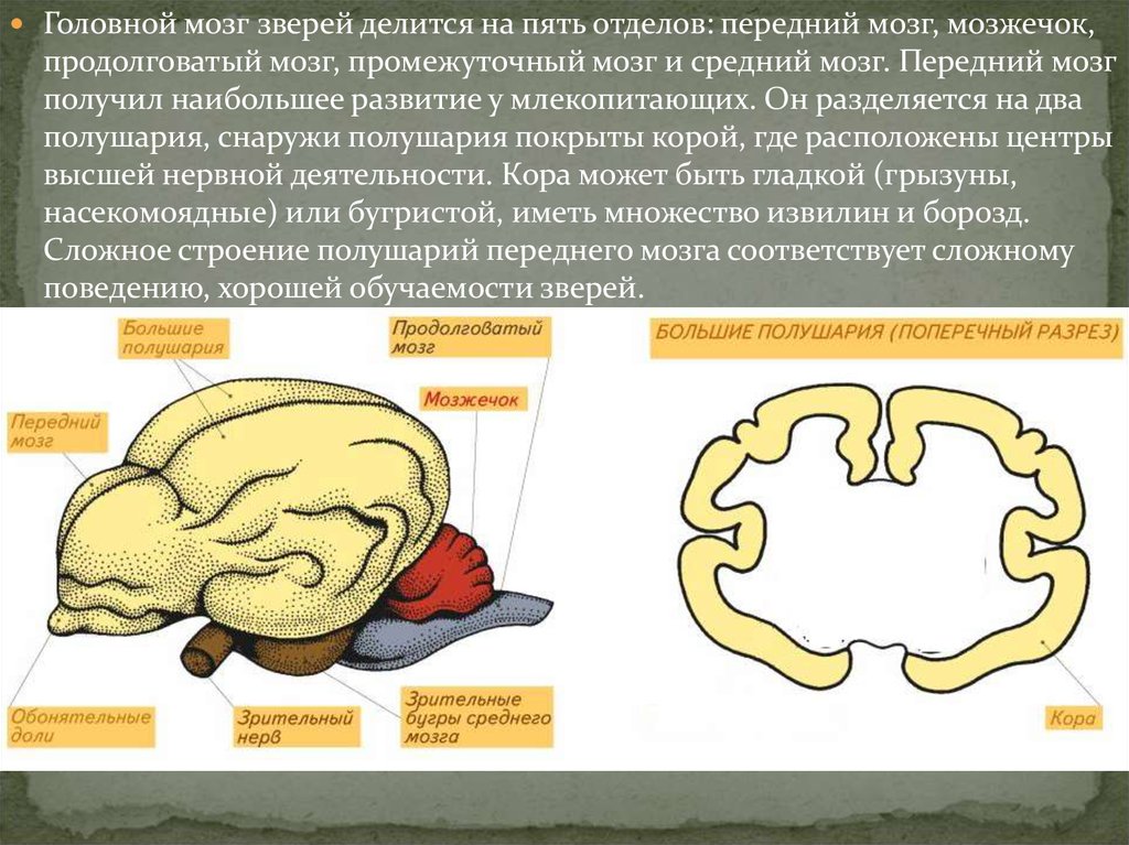 Какой отдел мозга млекопитающих имеет два полушария. Отделы головного мозга млекопитающих. Передний отдел мозга млекопитающих. Строение головного мозга млекопитающих рисунок.