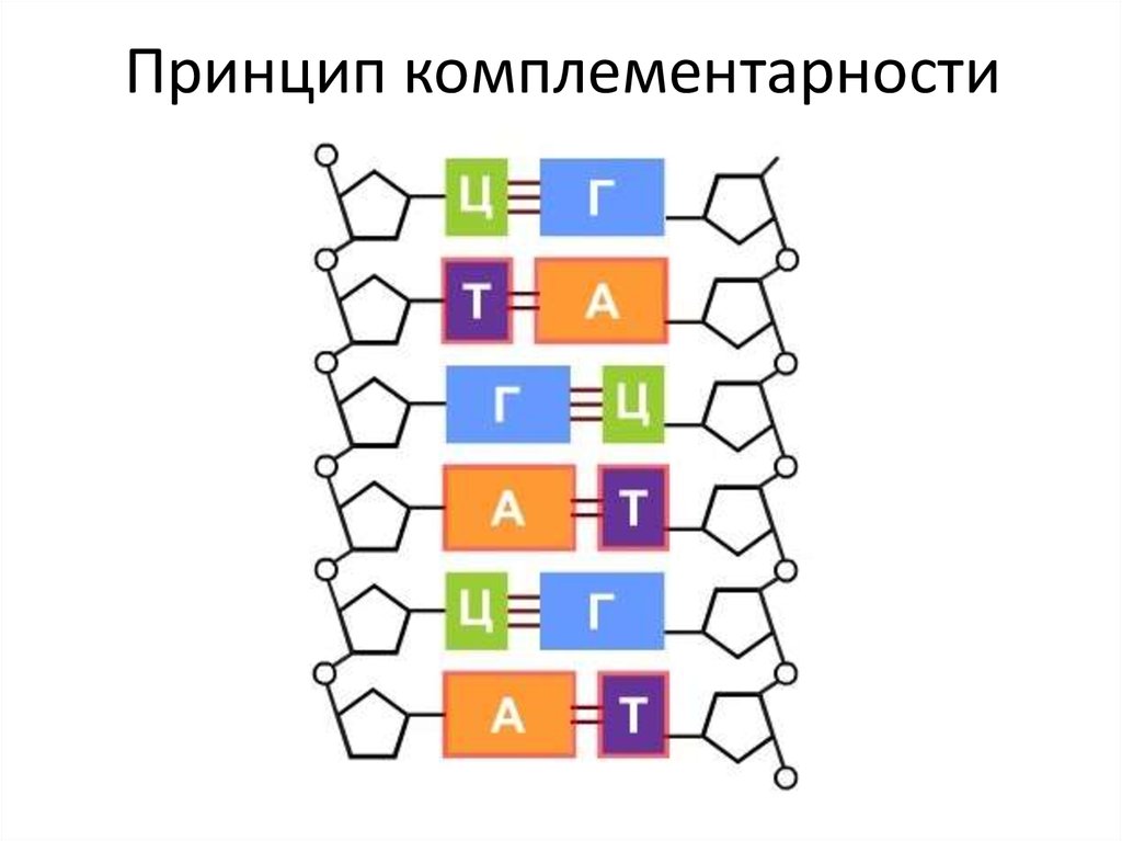 В молекуле днк комплементарны. Комплементарности принцип комплементарности. Принцип комплементарности ДНК. Принцип комплементарности биология. Принцип комплементарности ДНК рисунок.