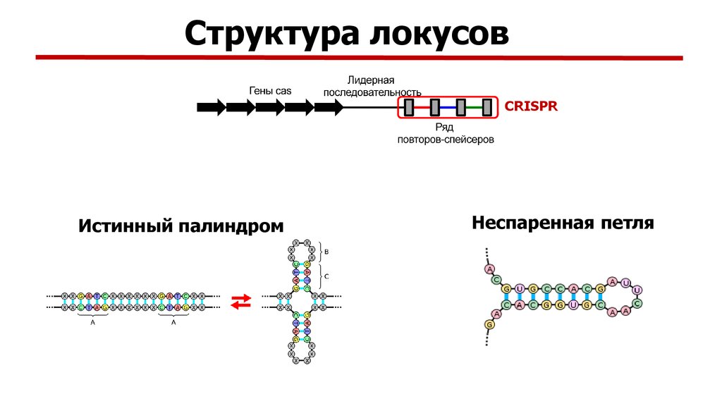 Сайт локуса. Структура локуса CRISPR CAS. Строение систем CRISPR. CRISPR структура. Система CRISPR-CAS схема.