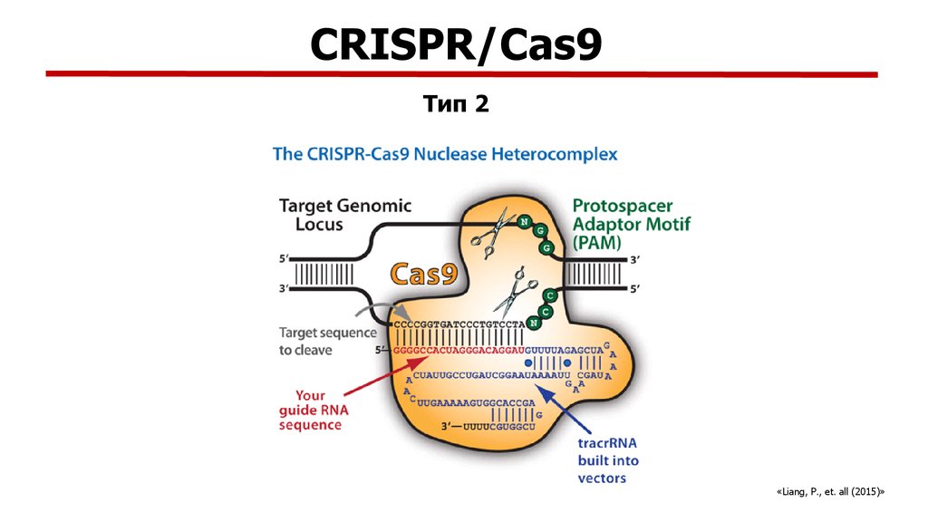 Crispr cas9 технология презентация