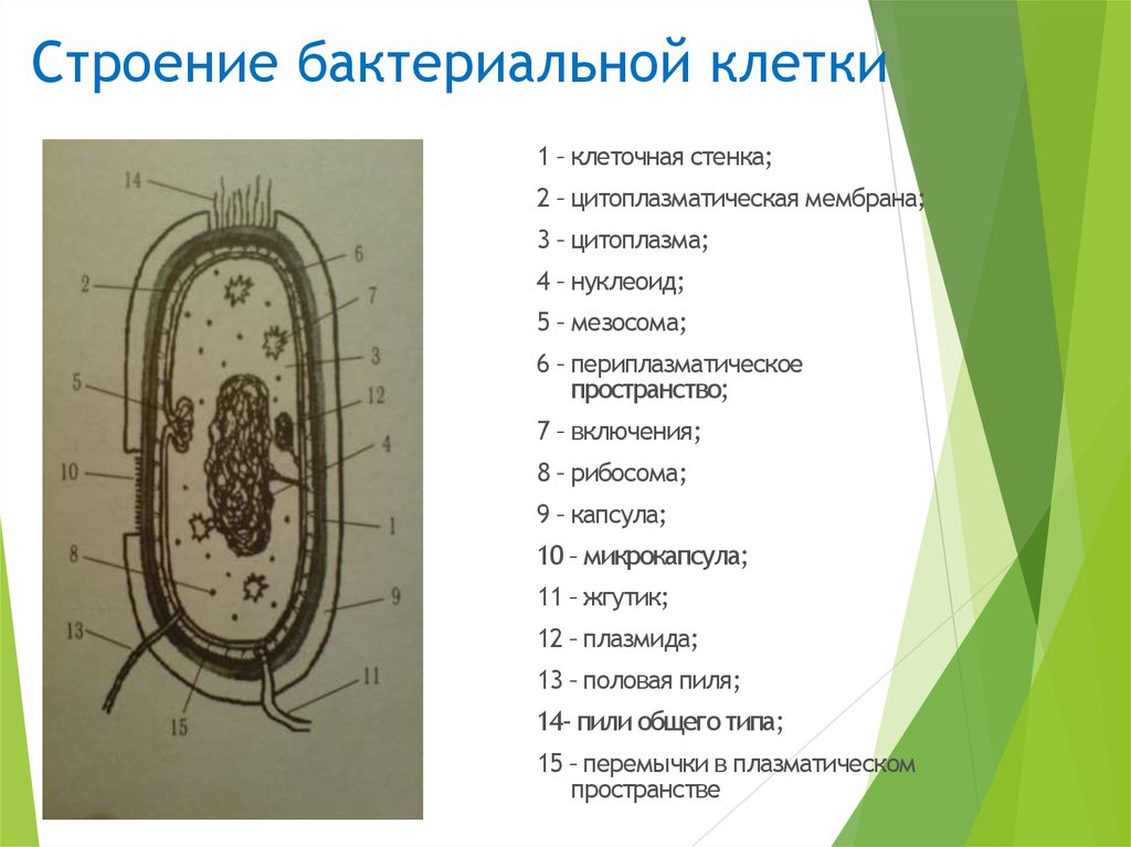 Цитоплазматическая мембрана мезосомы. Строение органоидов бактериальной клетки микробиология. Структура бактериальной клетки оболочеп. Особнности строение клеток бактерий. Функции структур бактериальной клетки микробиология.