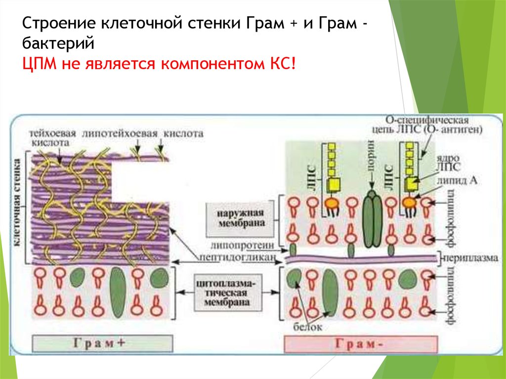 Строение клеточной стенки бактерий. Строение клеточной стенки грам -. Строение грам и грам клеточной стенки. Строение клеточной стенки грам и грам- бактерий. Клеточная стенка грам + и грам - бактерий.