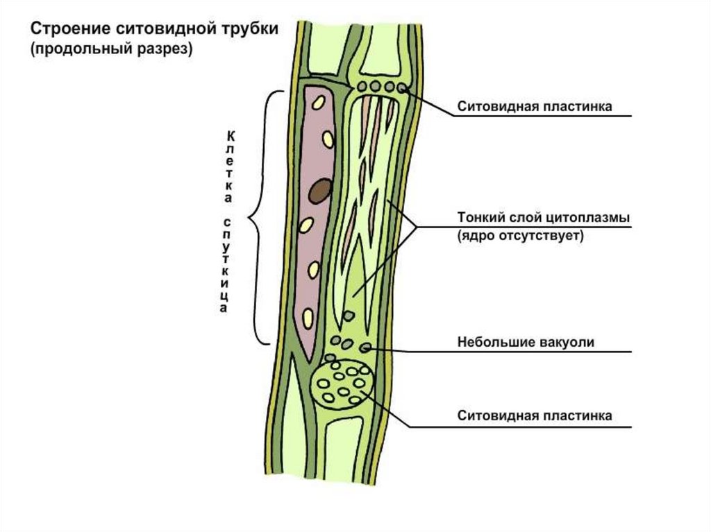 Какую функцию выполняют сосуды у растений 2.2. Строение ситовидных трубок растения. Проводящие ткани растений ситовидные трубки. Ткани растений сосуды и ситовидные трубки. Ткани растений структура ситовидные трубки.