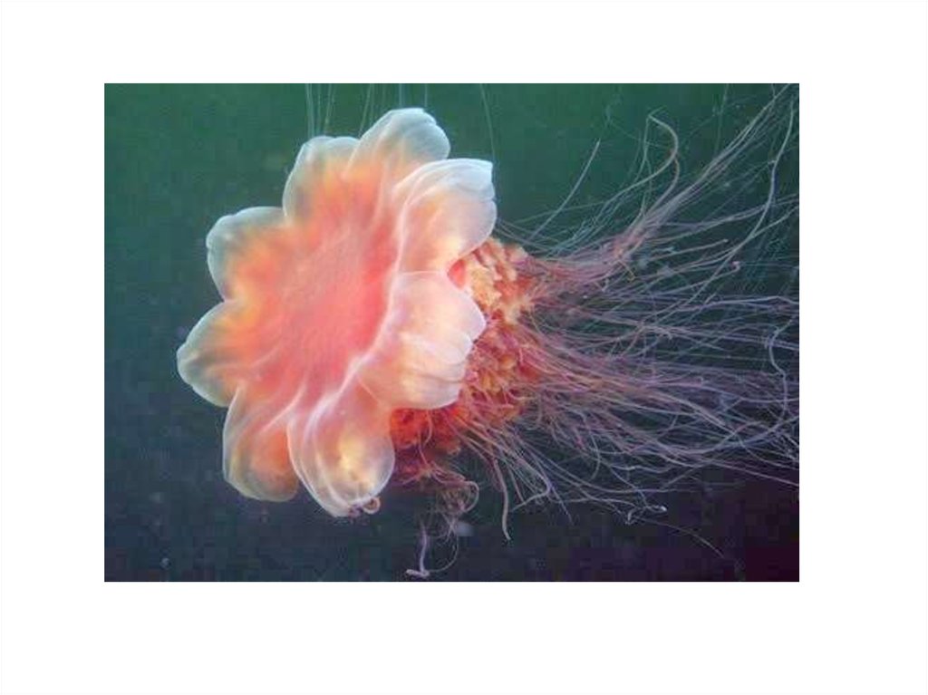 Симметрия медузы. Тип симметрии медузы. Медуза и акула. Медуза какая симметрия тела