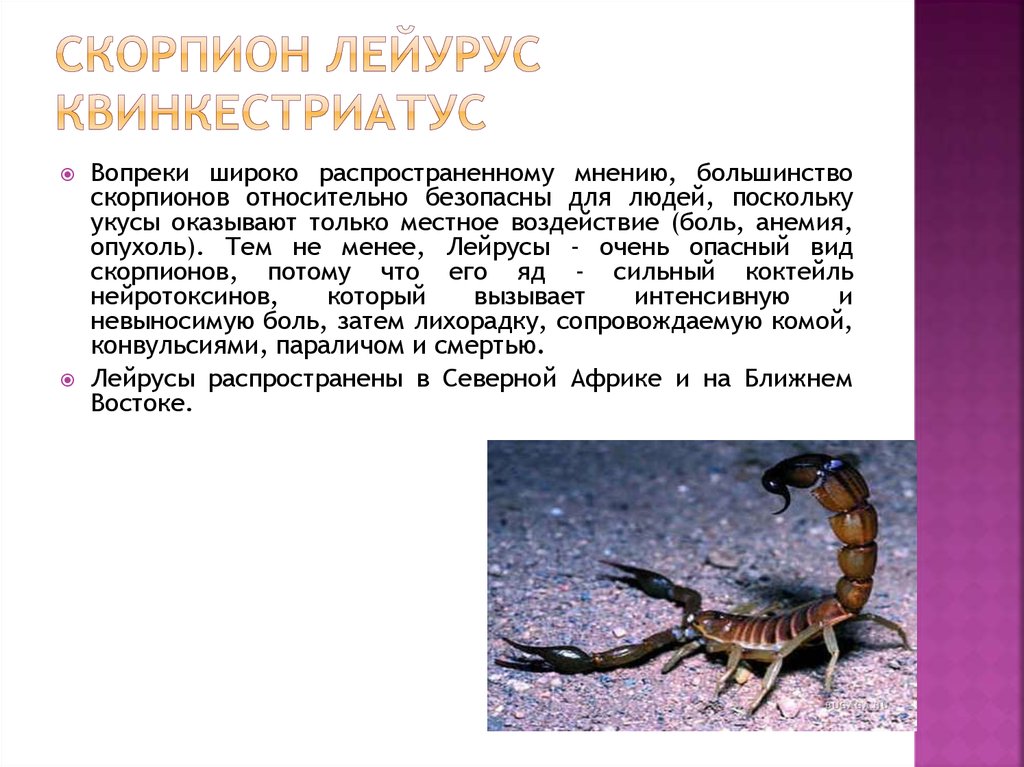 Какой тип характерен для азиатского скорпиона. Скорпион Лейурус. Яд скорпиона Leiurus quinquestriatus. Скорпион это насекомое или животное. Ядовитые животные Скорпион.