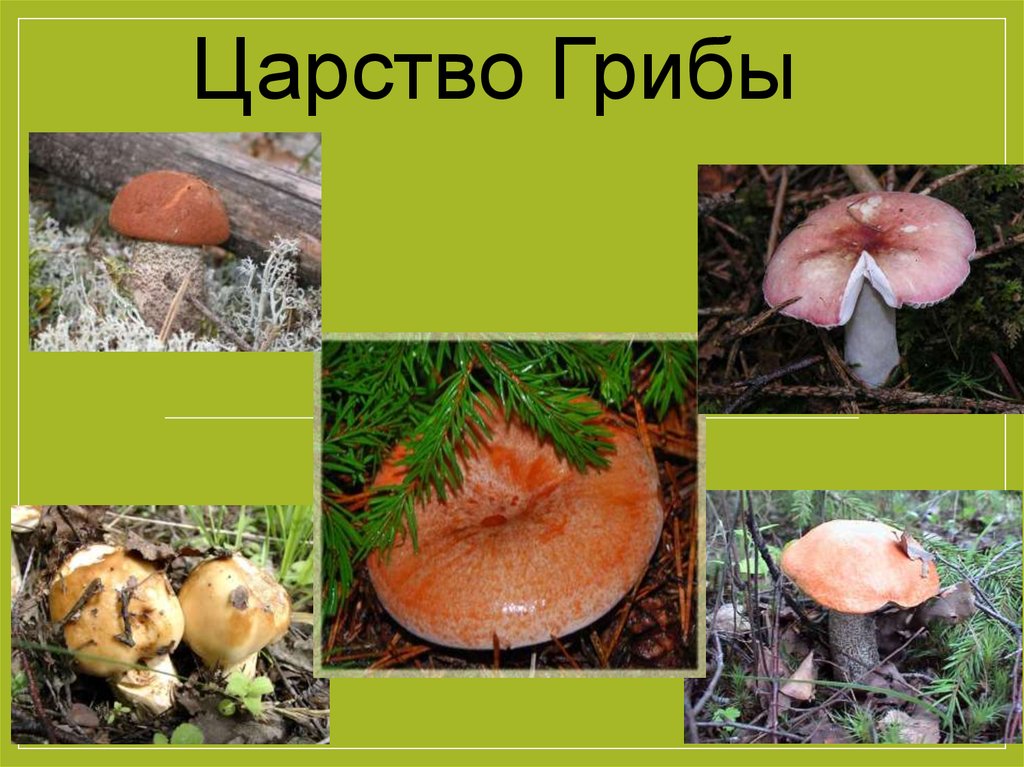 Есть царство грибов. Царство грибов. Многообразие царства грибов. Царство грибов презентация. Изображения представителей царства грибы.