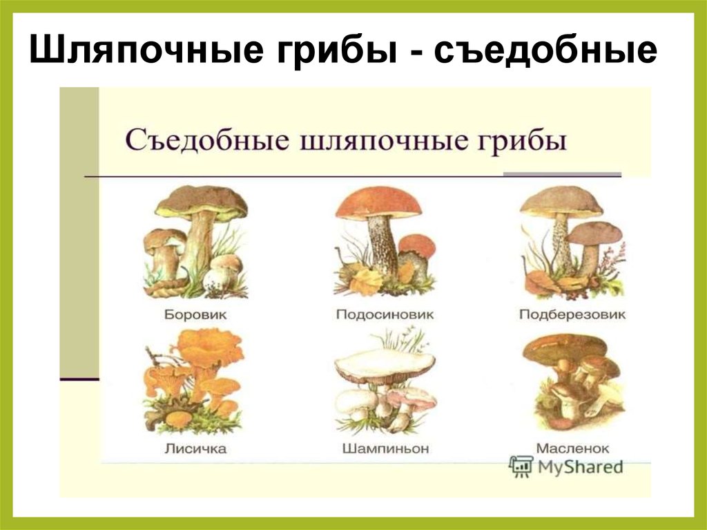 К шляпочным грибам относят. Съедобные Шляпочные грибы название. Шляпочные грибы съедобные грибы. Несъедобные Шляпочные грибы 5 класс биология. Какие несъедобные Шляпочные грибы.