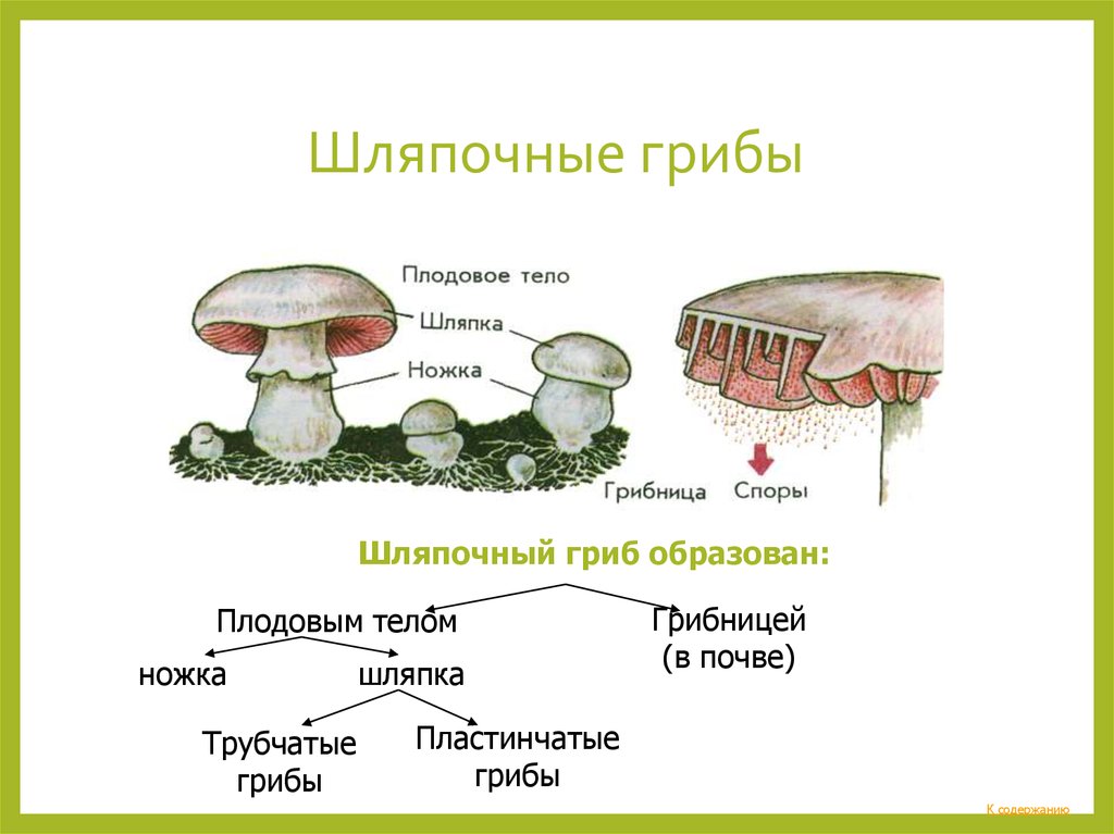 Из чего состоит белый гриб. Строение шляпки шляпочного гриба. Грибы строение шляпочных грибов. Строение шляпочного гриба. Строение пластинчатых грибов.