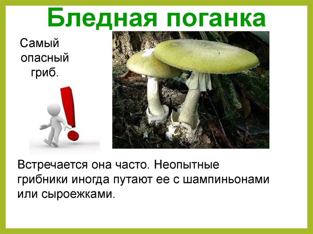 Сообщение о бледной поганке. Опасный гриб бледная поганка. Проект ядовитые грибы бледная поганка. Сообщение опасный гриб бледная поганка. Грибы пластинчатые бледная поганка.