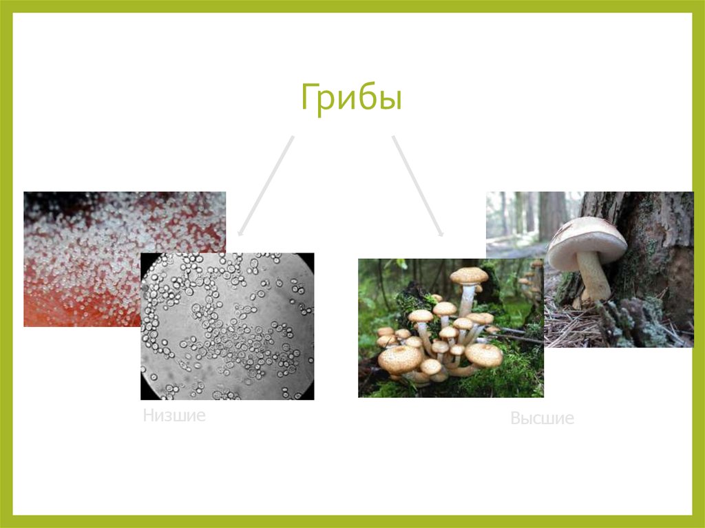 Низшие грибы имеют мицелий. Высшие и низшие грибы. Низшие грибы. Царство грибы высшие и низшие. Высшие грибы и низшие грибы.