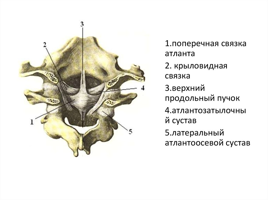 Атланто аксиальное сочленение