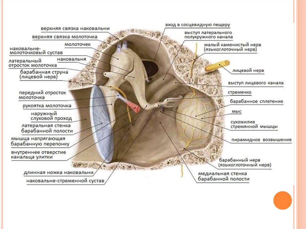 Ушные латынь. Стенки барабанной полости анатомия. Стенки среднего уха анатомия. Анатомические структуры барабанной полости. Пирамидальное возвышение барабанной полости.