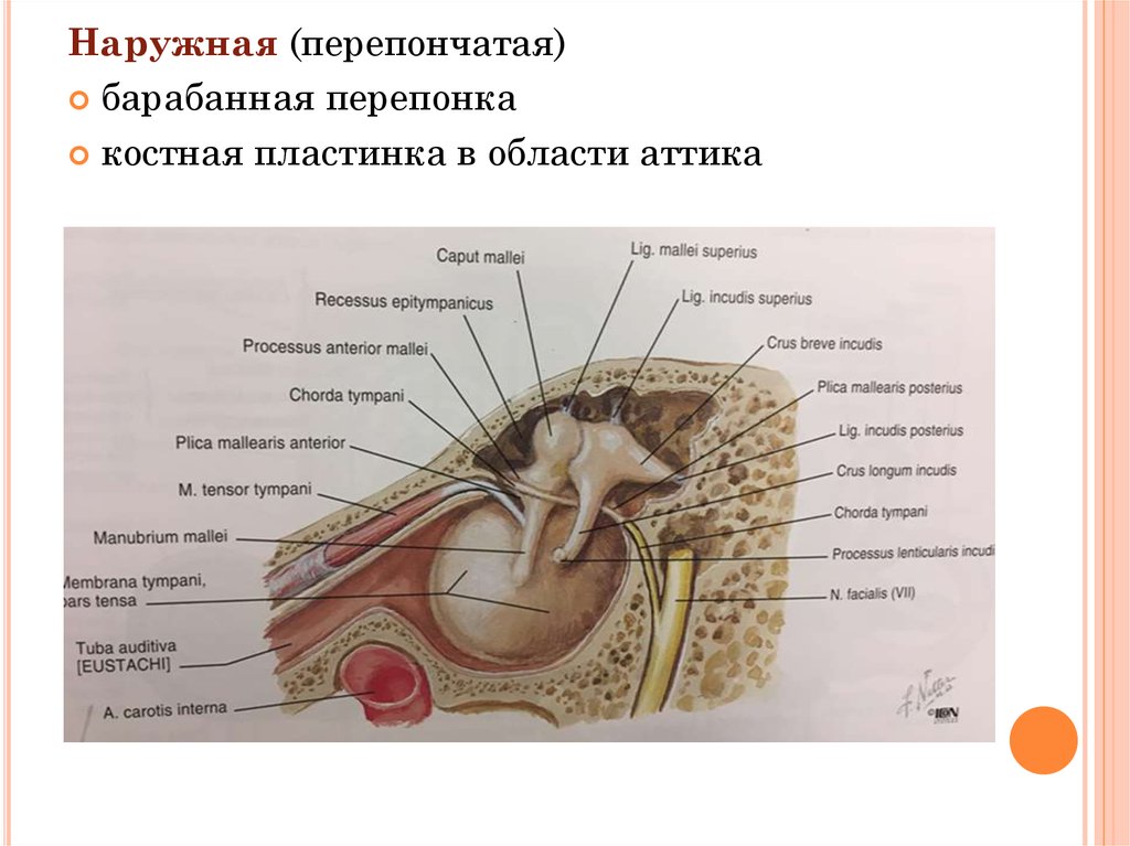 Стенки барабанной перепонки. Барабанная перепонка латынь анатомия. Барабанная перепонка анатомия. Барабанная перепонка строение. Анатомия среднего уха.