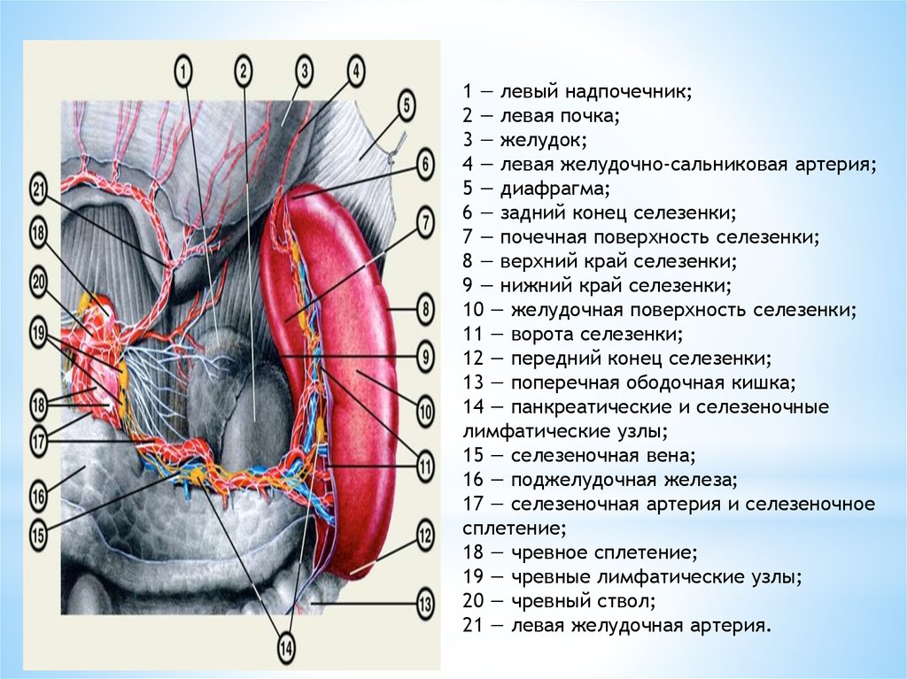 Селезеночные связки. Селезеночная артерия топография. Селезеночное сплетение. Левая желудочно-сальниковая артерия. Селезеночно ободочная связка.