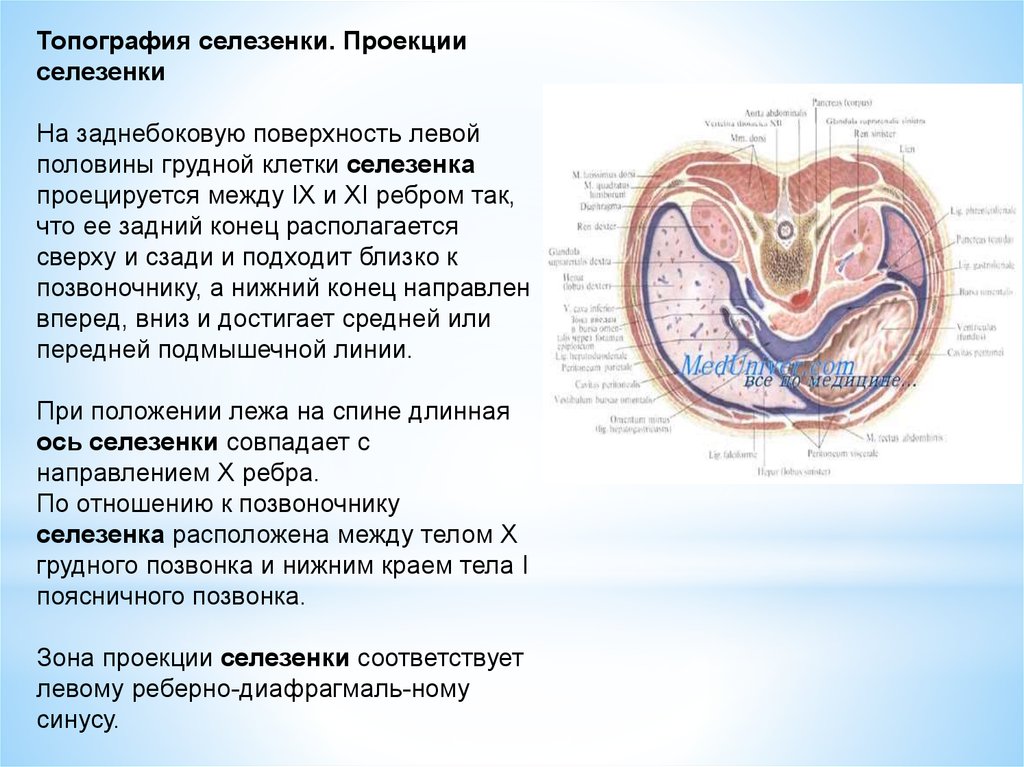 Селезенка топография. Синтопия селезенки топография. Топография и внешнее строение селезенки. Селезенка анатомия топография. Селезенка топографическая анатомия.