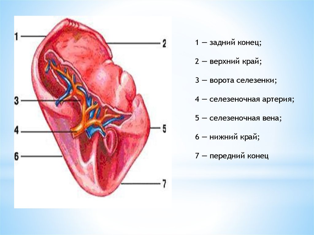 Рисунок селезенки с подписями