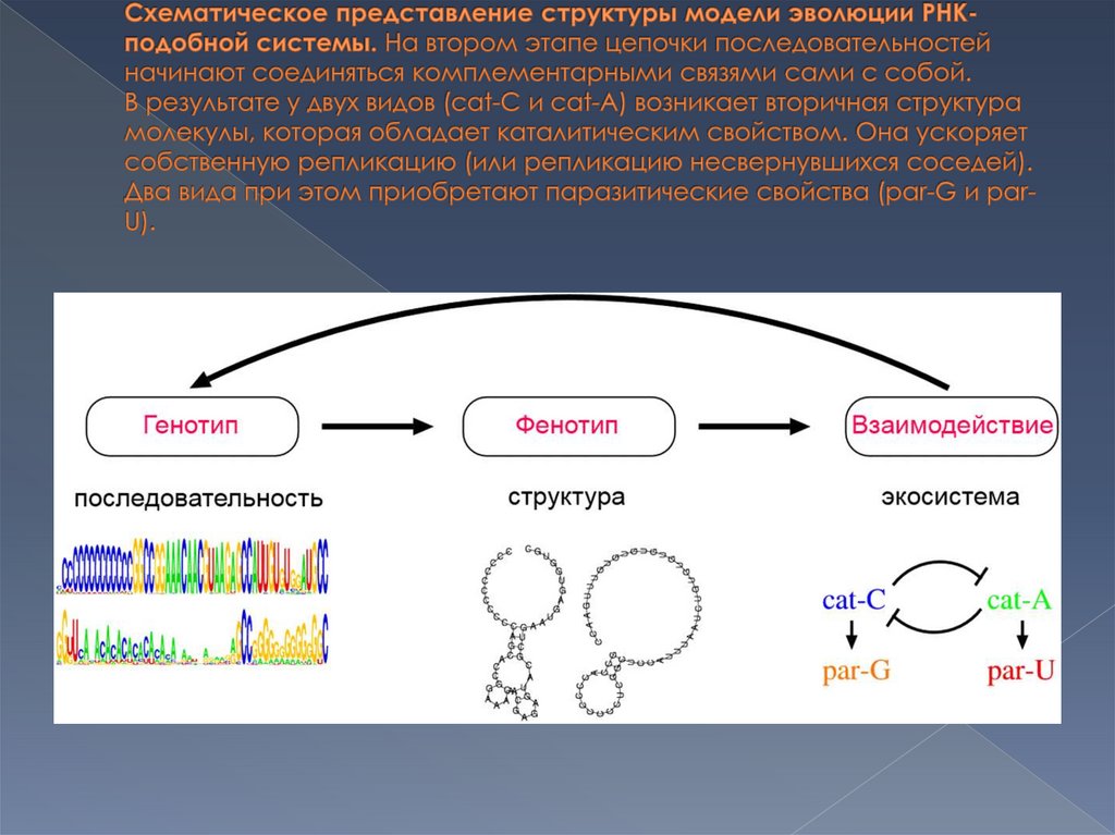 Схематическое представление структуры модели эволюции РНК-подобной системы. На втором этапе цепочки последовательностей