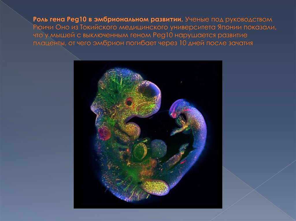 Роль гена Peg10 в эмбриональном развитии. Ученые под руководством Рюичи Оно из Токийского медицинского университета Японии