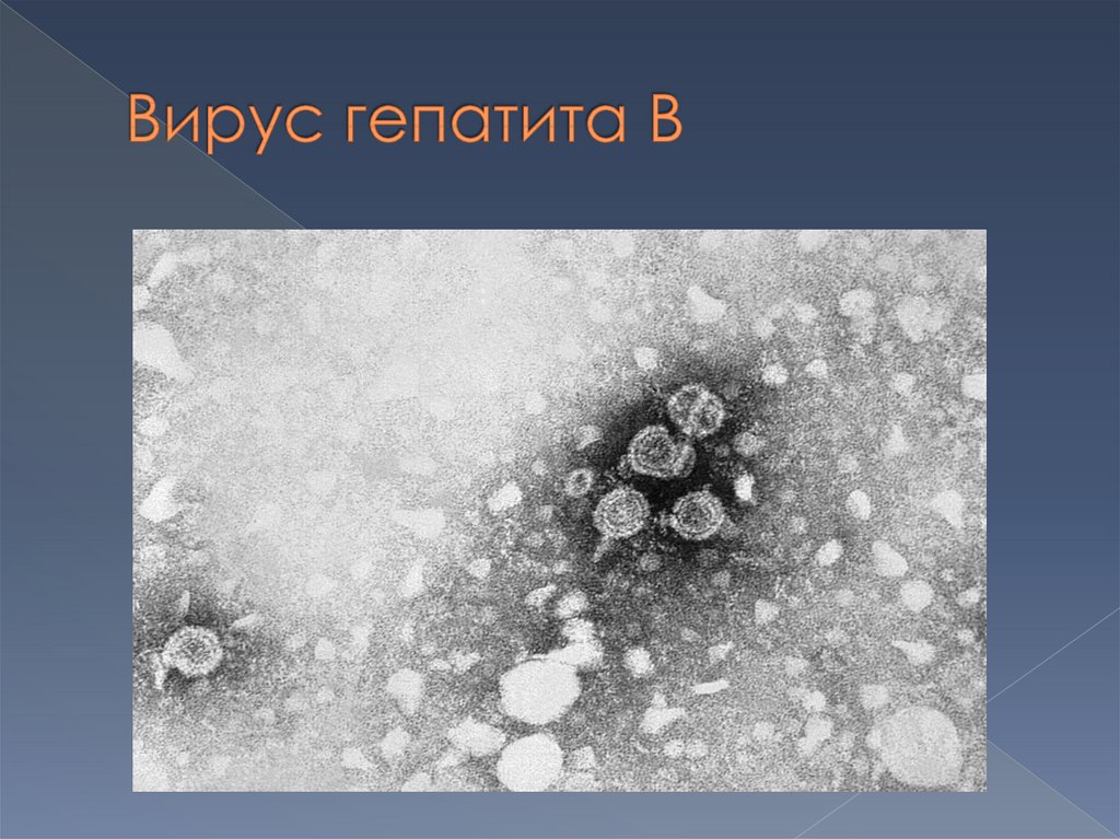 Вирус гепатита B