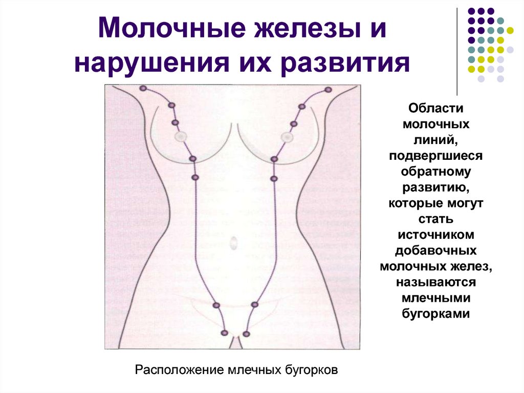 Молочные железы и нарушения их развития