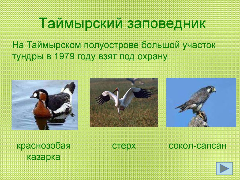 Птицы природных зон. Таймырский заповедник природная зона. Таймырский заповедник природная зона животные. Кто обитает в Таймырском заповеднике. Таймырский заповедник доклад.