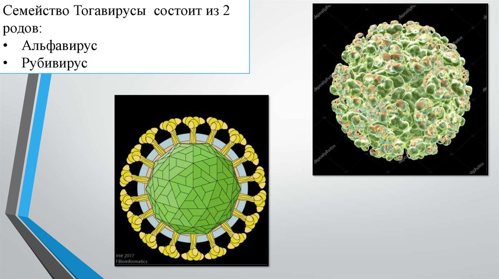 Тогавирусы вирус краснухи презентация