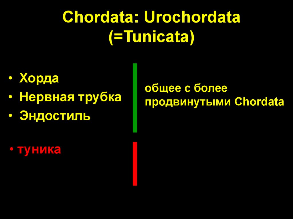 Chordata: Urochordata (=Tunicata)