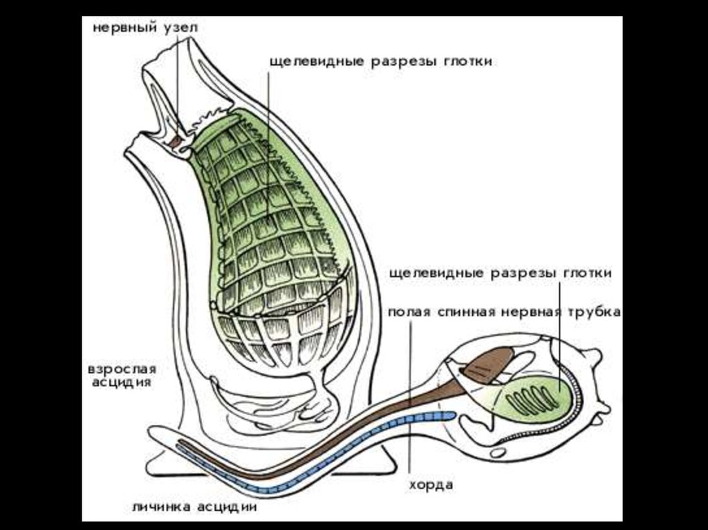 Глоток нервный. Нервная система асцидий. Личинка асцидии схема. Строение тела асцидии. Подтип оболочники строение.