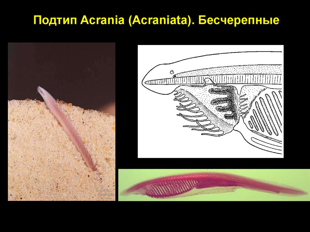 Земноводные бесчерепные